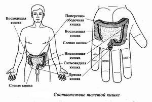Область соответствия толстой кишке
