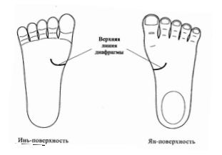 Где Находится Верхняя Часть Стопы Фото