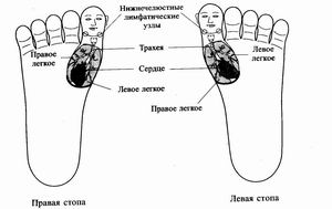 Точки соответствия внутренним органам и частям тела на стопах