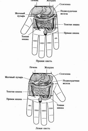 Точки соответствия внутренним органам и частям тела на ладонях