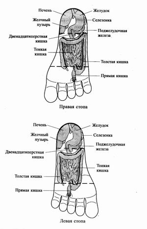 Точки соответствия внутренним органам и частям тела на стопах